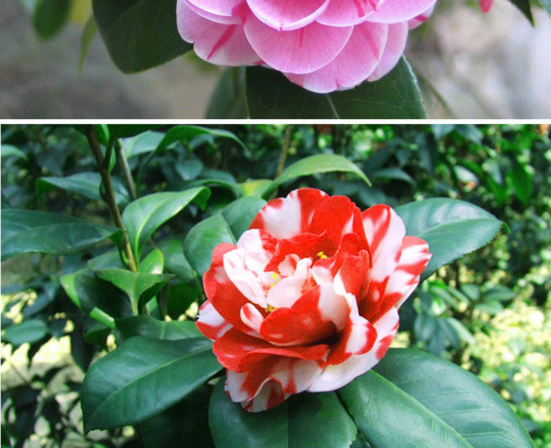 茶花树苗香妃五色赤丹四季开花庭院耐寒易活浓香型花卉紫丹三年苗30高