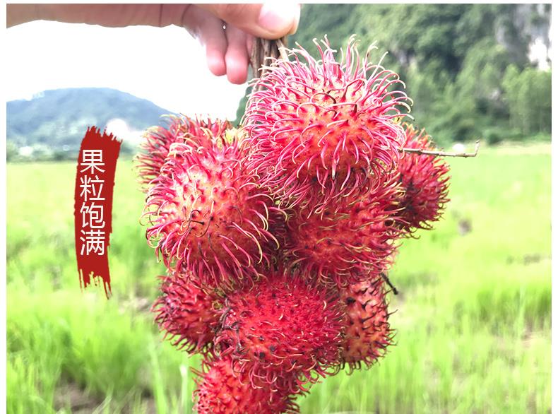 海南三亞紅毛丹(順豐空運)新鮮熱帶水果 多汁毛荔枝 水果精選 8.