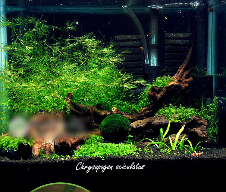 印度小竹节草中后景懒人新手造景虾缸躲避真金鱼藻阴性水草缸活体