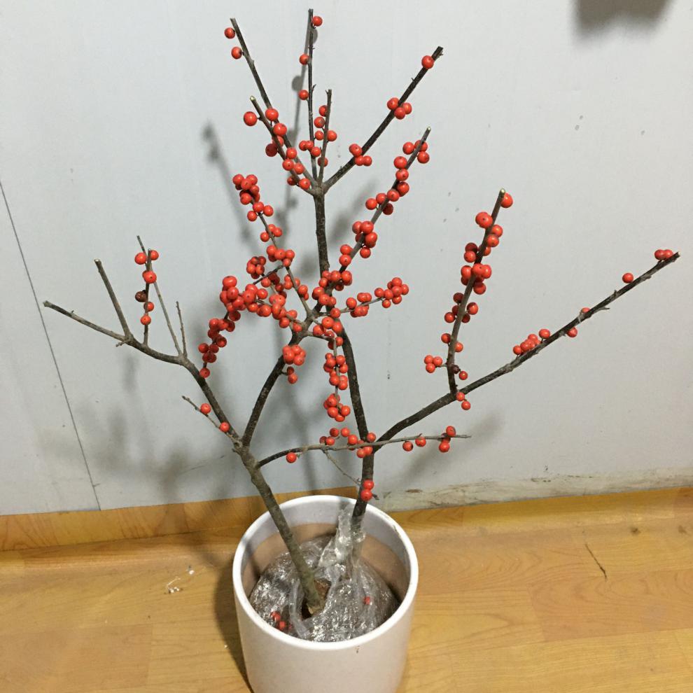北美冬青树苗盆栽 雄株植物耐寒红豆相思豆东北室外庭院红果年宵花卉