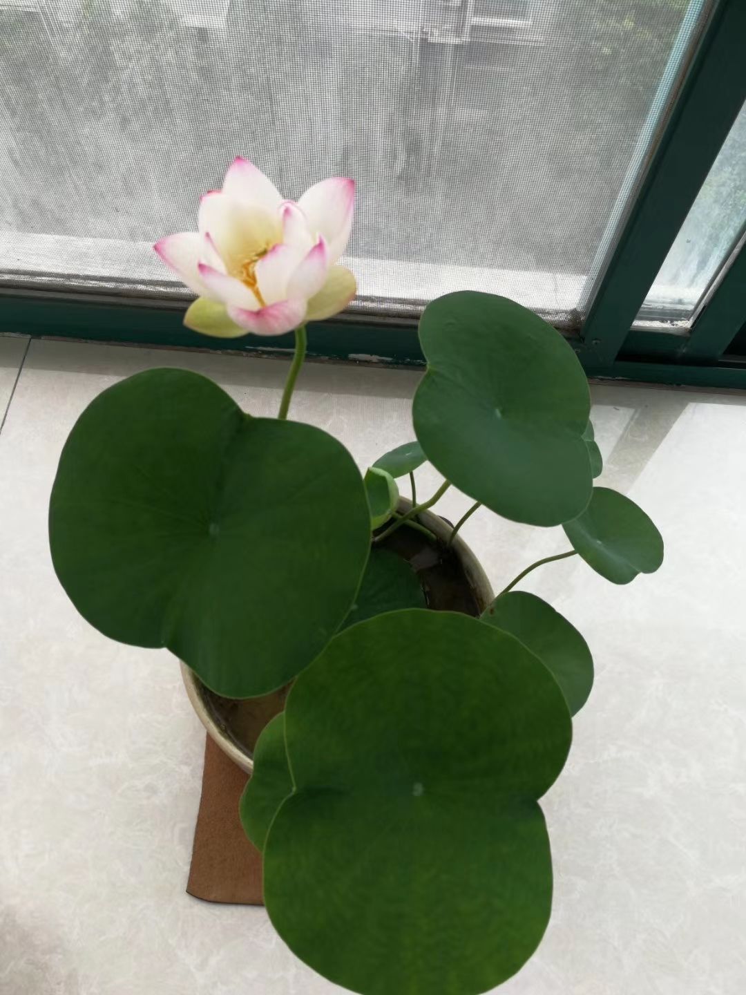 小微型碗莲荷花 水培庭院盆栽迷你碗莲植物四季成品苗 洛神女 裸根不