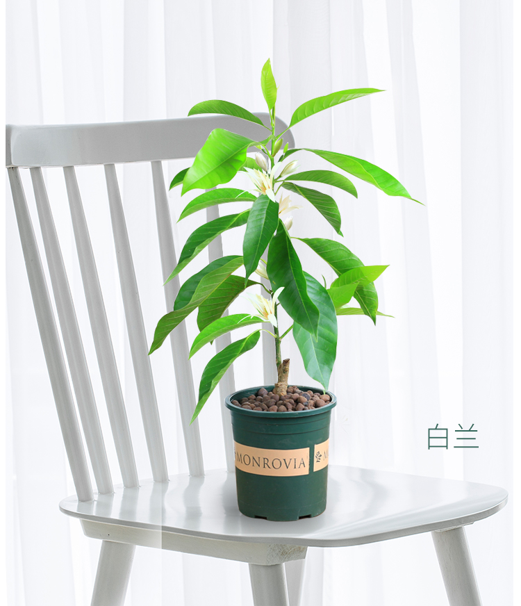 白兰花盆栽室内浓香型四季开花黄果兰树苗庭院植物好养花卉黄兰3年苗