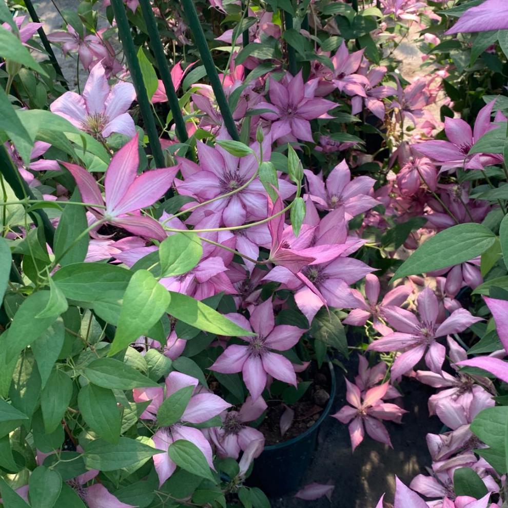 铁线莲f系 昼天使新幻紫小绿大河乌托邦水面薄荷庭院爬藤植物 新幻紫