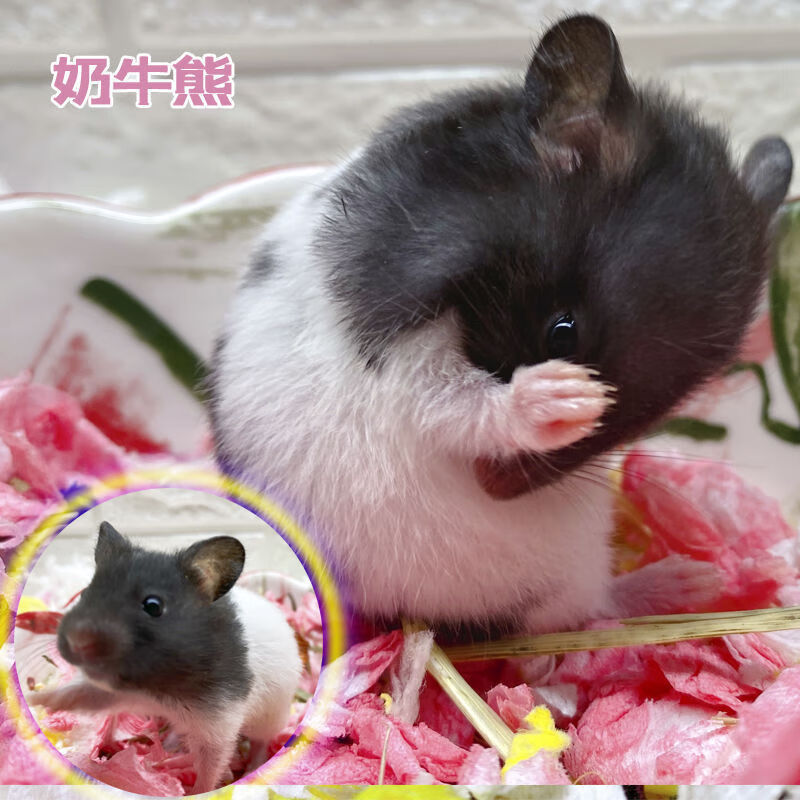 京选推荐仓鼠活物带笼子银狐布丁公仔宠物小型好养打过笼子奶茶温顺公