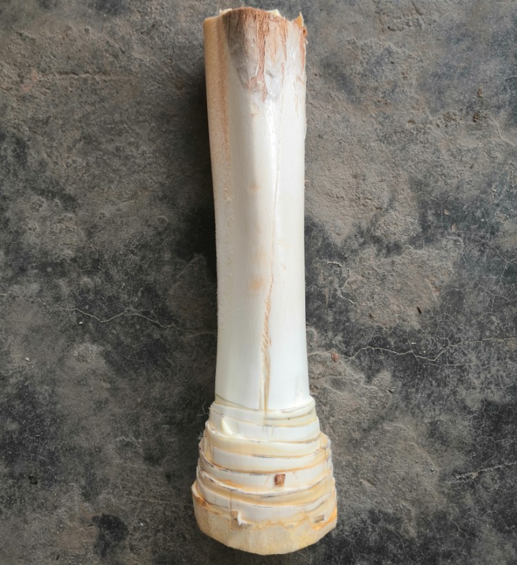 现新鲜甜棕树心棕树尖棕榈芯棕树头棕榈心棕榈树树心1个 1500g 1500g