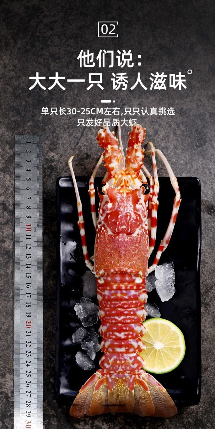 玫瑰龙超大莫桑比克小青龙虾澳龙红波龙刺身新鲜冻品查威布尔新品天鹅