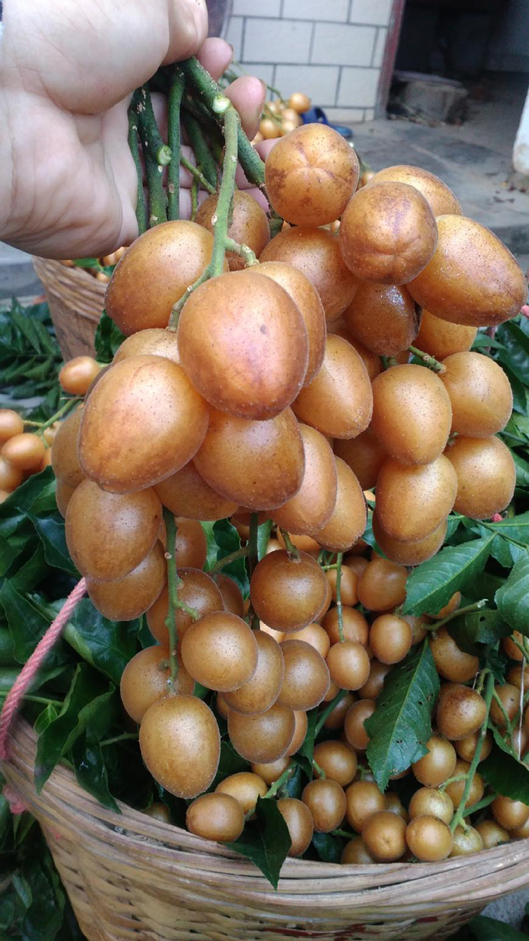 黄皮果生鲜水果正宗云浮郁南无核黄皮果当季新鲜现摘 郁南无核黄皮4斤