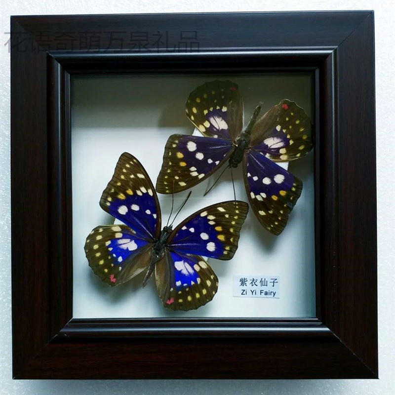 昆虫标本展示盒蝴蝶标本原蝶相i框摆件昆虫展示盒植物树叶挂画册生物