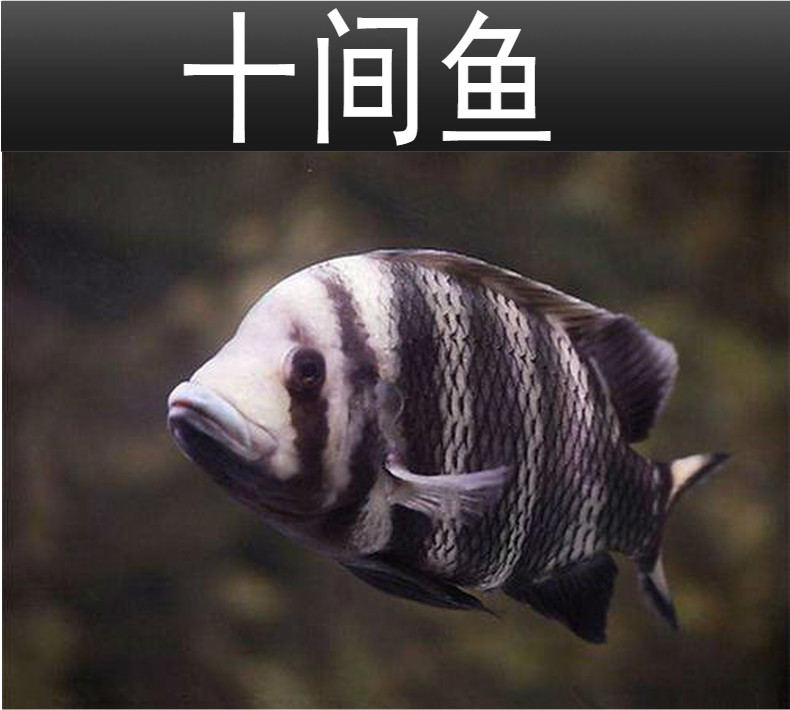 vieruodis十间鱼非洲热带观赏鱼龙鱼配鱼坦鲷马鲷鱼苗活体十间鱼1820