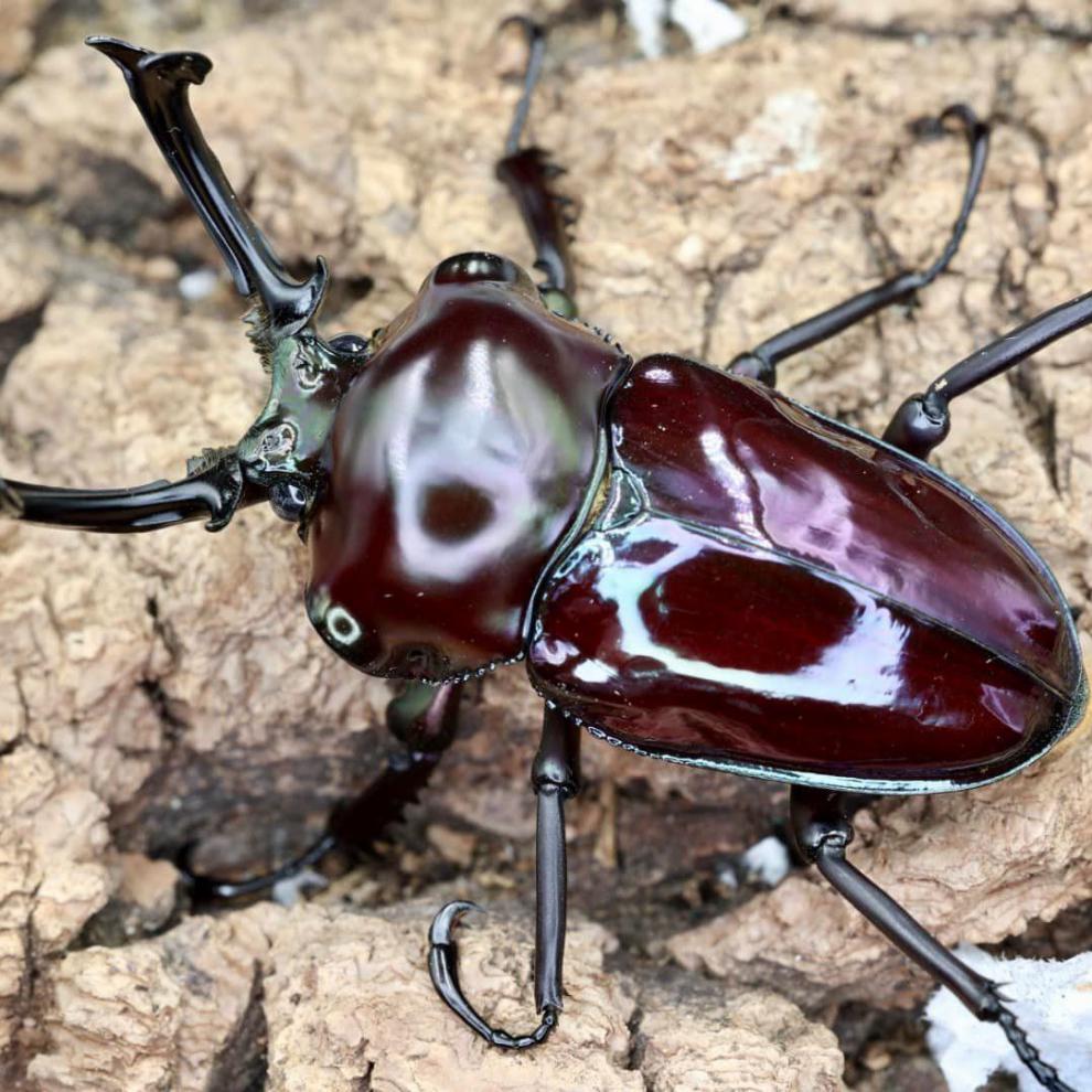 澳洲彩虹锹甲成虫幼虫独角仙宠物成虫锹形虫小朋友兴趣礼物小宠物 紫