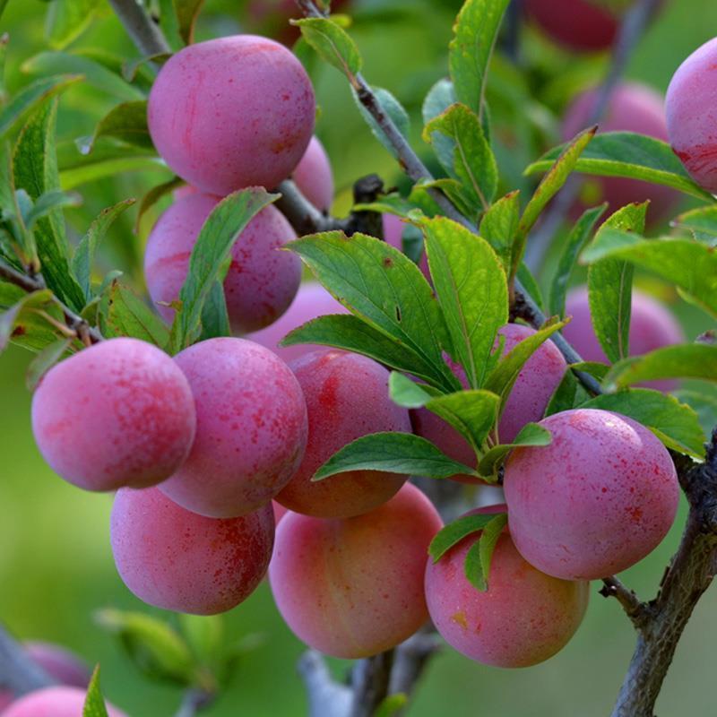 现货现发嫁接李子树苗西梅李蜂糖李苗盆栽地栽李子苗南北方种植当年