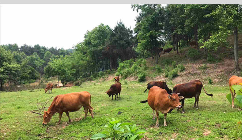 农家散养现杀黄牛鲜牛鞭牛宝整套2斤装牛宝牛睾丸牛蛋1到5斤可选新鲜