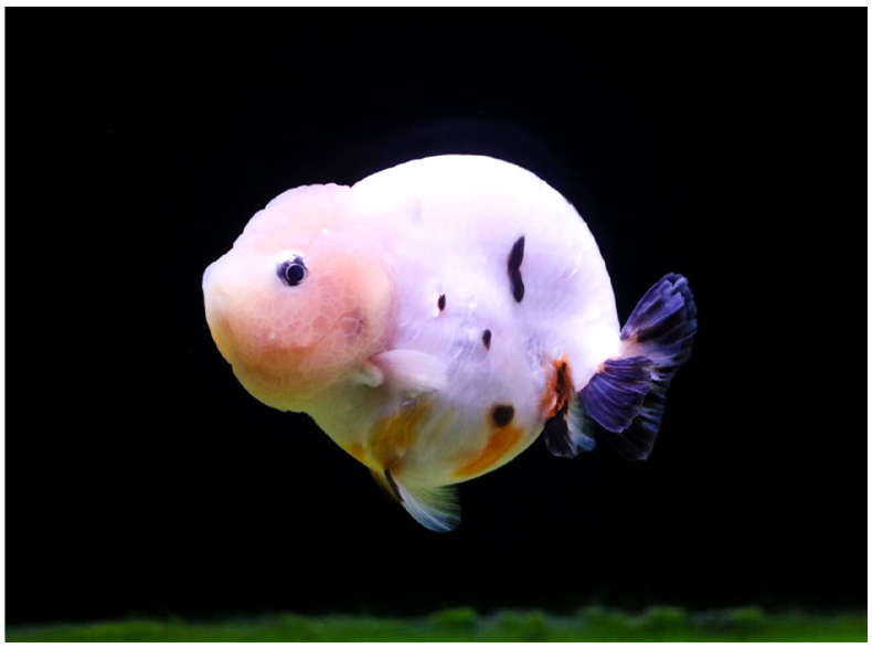 潘式小尾兰寿金鱼活体精品奶牛活鱼观赏鱼冷水小中型鱼苗好养耐活 7-8