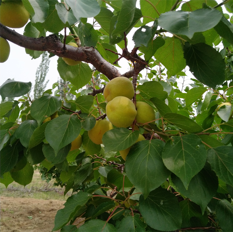 玫栀阳高大接杏5斤山西大同杏子水果新鲜大黄杏阳高大杏精选大杏净重5