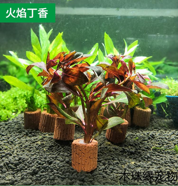 定植水草造景懒人新手入门级净化水质的水草活体米白色绿波定植株3个