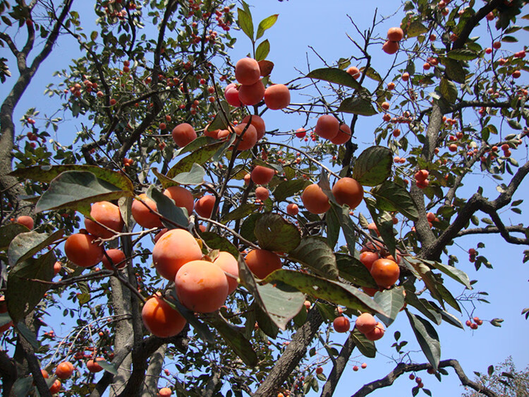味蕾乐 陕西特产临潼火晶柿子野生小柿子新鲜水果甜柿软柿子现摘顺丰
