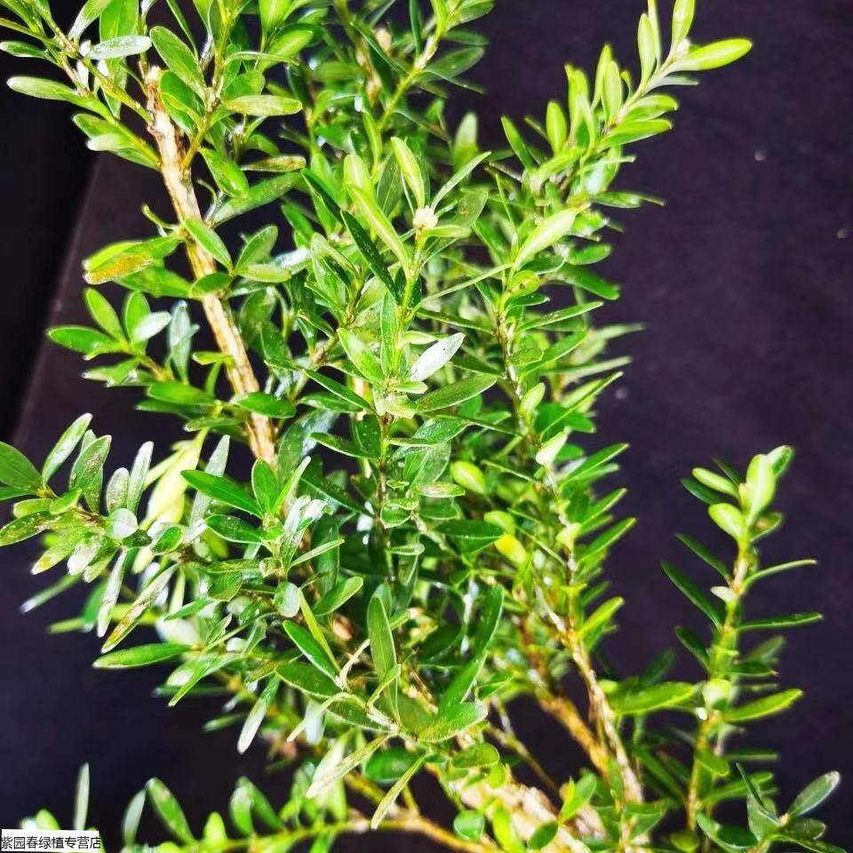 盆景野生石菖蒲水培提根老桩小叶雀舌皱皮黄杨 2颗苔藓球小叶赤楠植物