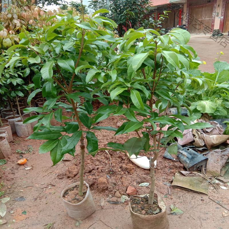 仙进奉荔枝树苗观音绿岭丰糯荔冰荔荔枝越州红荔枝苗广西灵山发货观音
