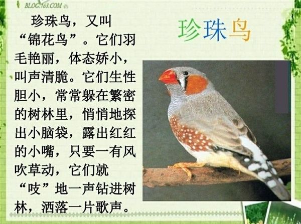 珍珠鸟活体可一只观赏鸟宠物鸟白色灰色驼色可分公母活鸟包活豆乐奇驼色珍珠鸟 特色稀有品种2个月 性别 公 图片价格品牌报价 京东