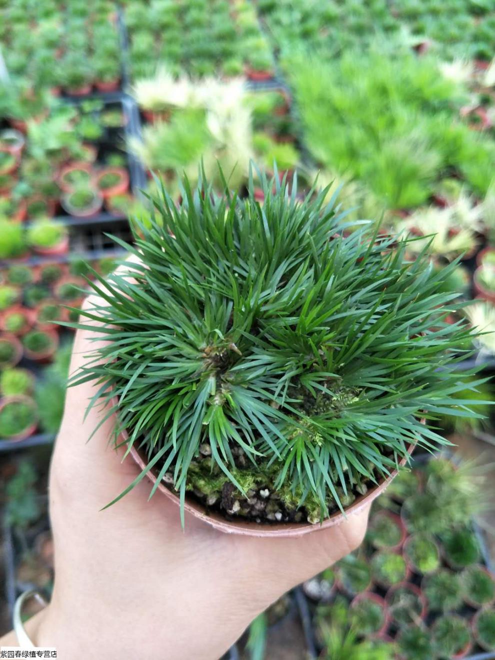 盆景野生石菖蒲水培提根老桩小叶雀舌皱皮黄杨 2颗苔藓球小叶赤楠植物