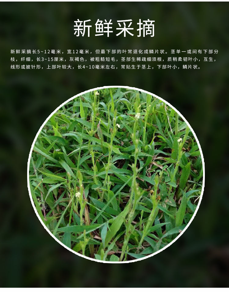 亏本卖啦野生正宗独脚金疳积草小儿开胃汤广脚柑消食新鲜煲汤料配汤包