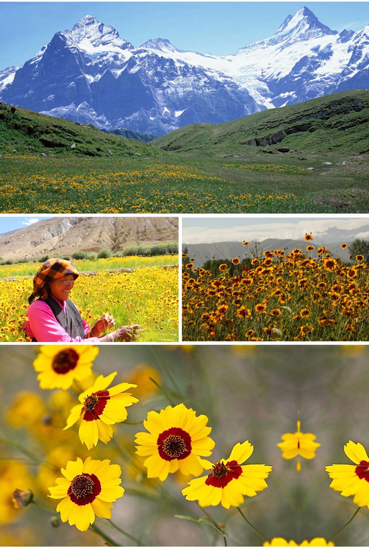 西藏冰山雪菊王50g青藏高原自然高山血菊花初级农副产品