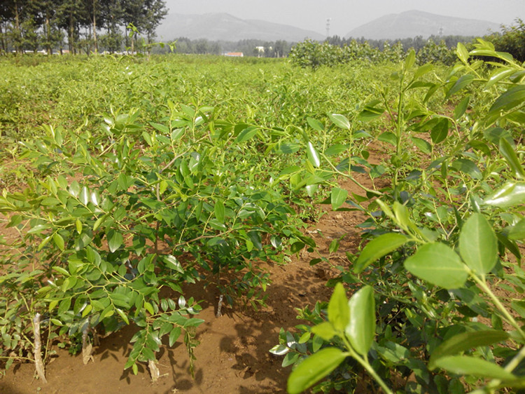 植物类别:果树是否含花盆:不含盆品种:枣树苗适用空间:农田,街道,花园