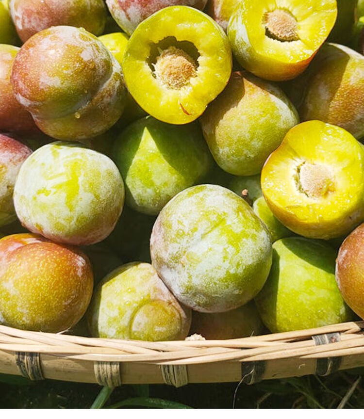 【5斤现货】正宗四川脱骨李子脆红李茵红李青脆李土李空心李脆甜 果园