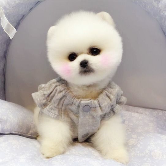 【京东推荐】荣郁 小茶杯犬博美犬幼犬活体长不大混血白色博美萨摩耶