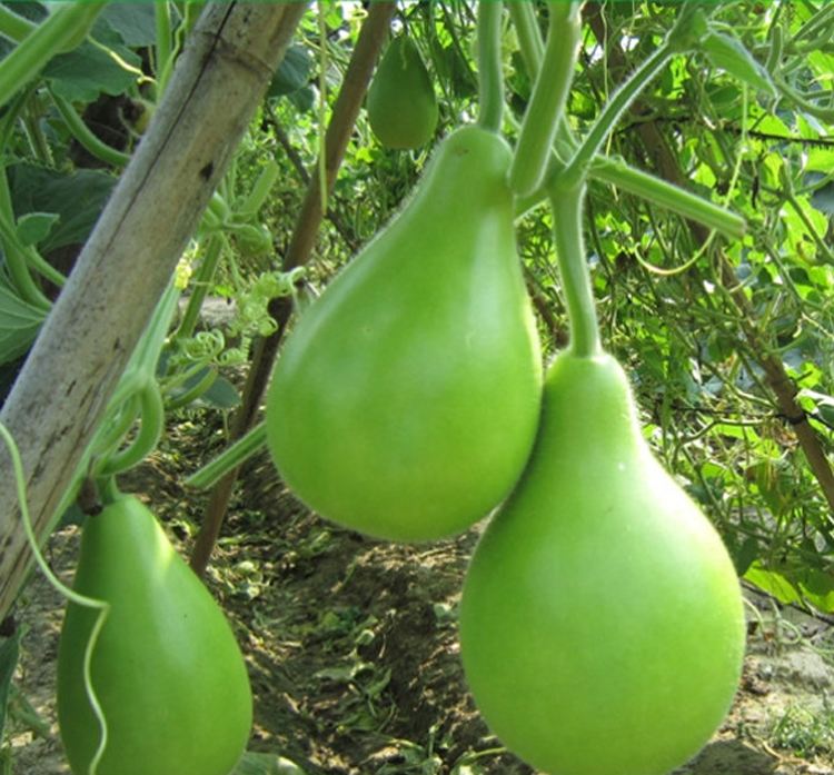 现货新鲜蒲瓜田蒲农家种植短瓠 瓠瓜 新鲜农家菜 葫芦瓜 10斤