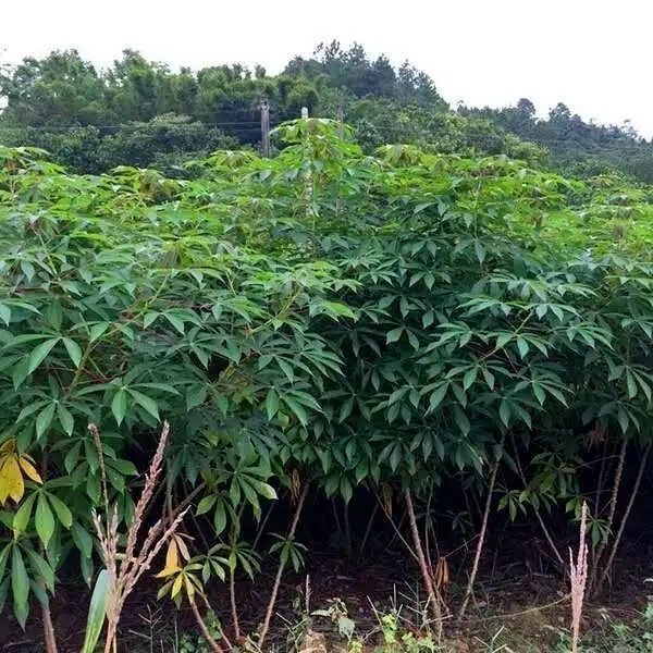 澜墨木薯种木薯苗广西特产木薯梗红皮白肉面包木薯新鲜木薯种木薯子