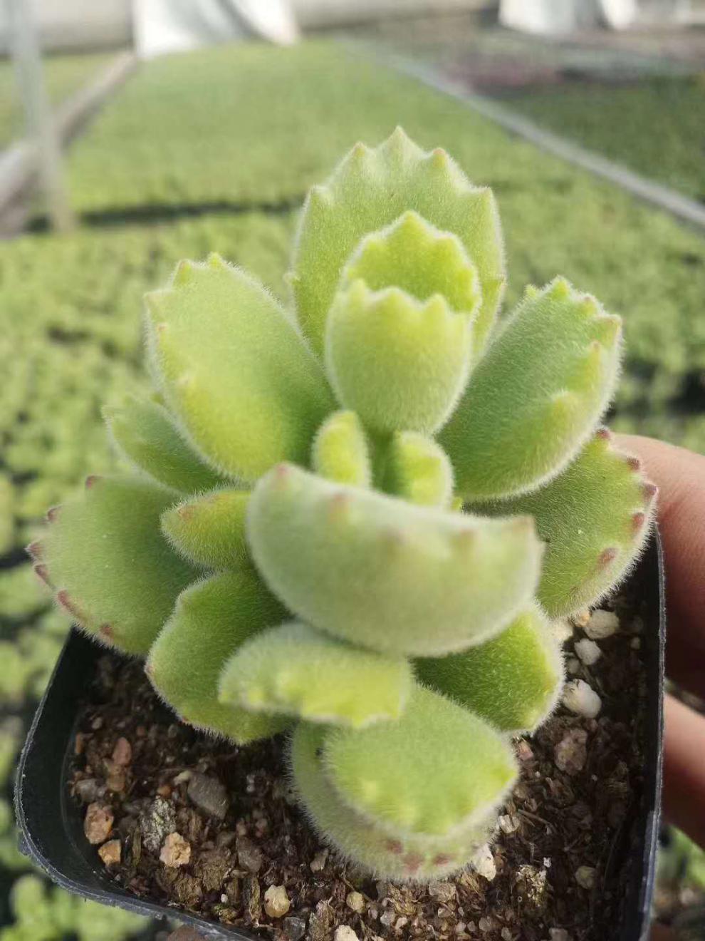 绿熊多肉植物新店熊童子萌趣味小盆栽办公室熊爪老桩绿熊30 小绿熊3棵