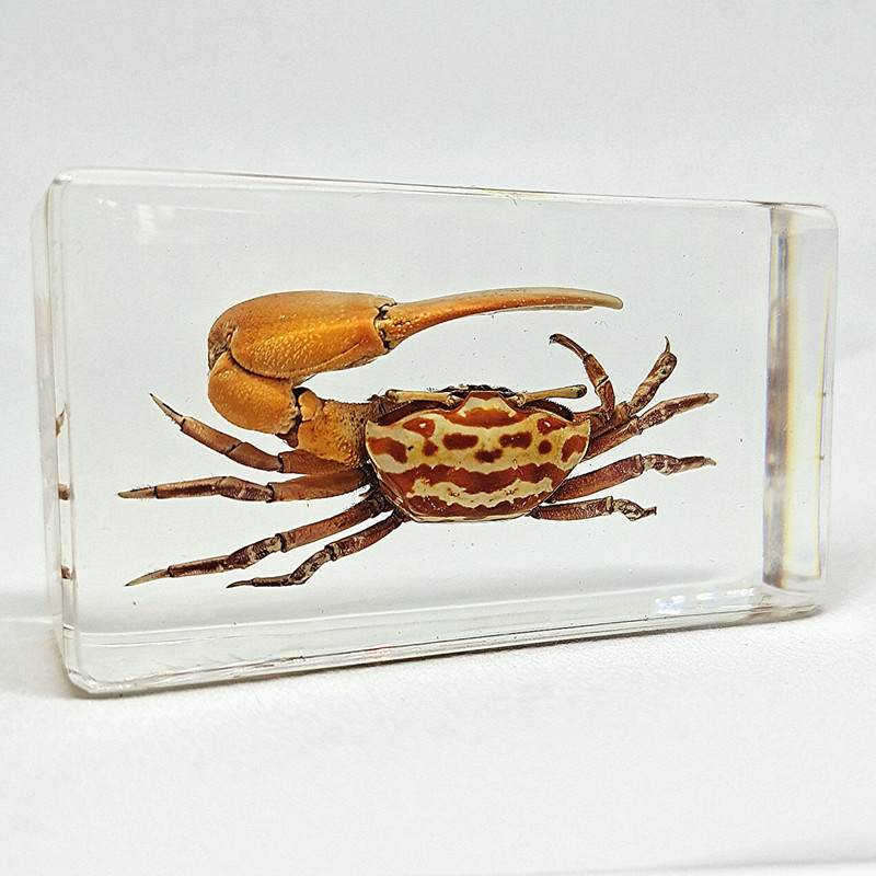 幼儿园真实动物昆虫树脂标本蟋蟀蜘蛛蝎子蝗虫蜈蚣蟑螂蜜蜂蝴蝶黑蝎翘