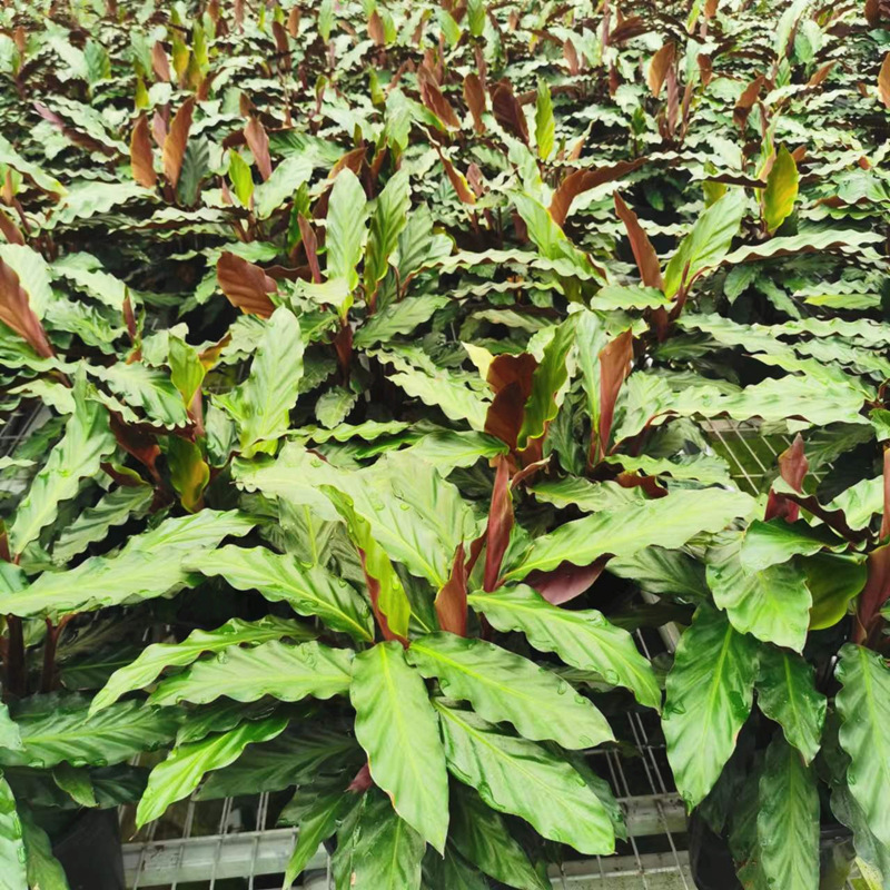 紫背天鹅绒室内植物北欧风客厅绿植观叶盆栽 红美丽竹芋【35-45cm左右