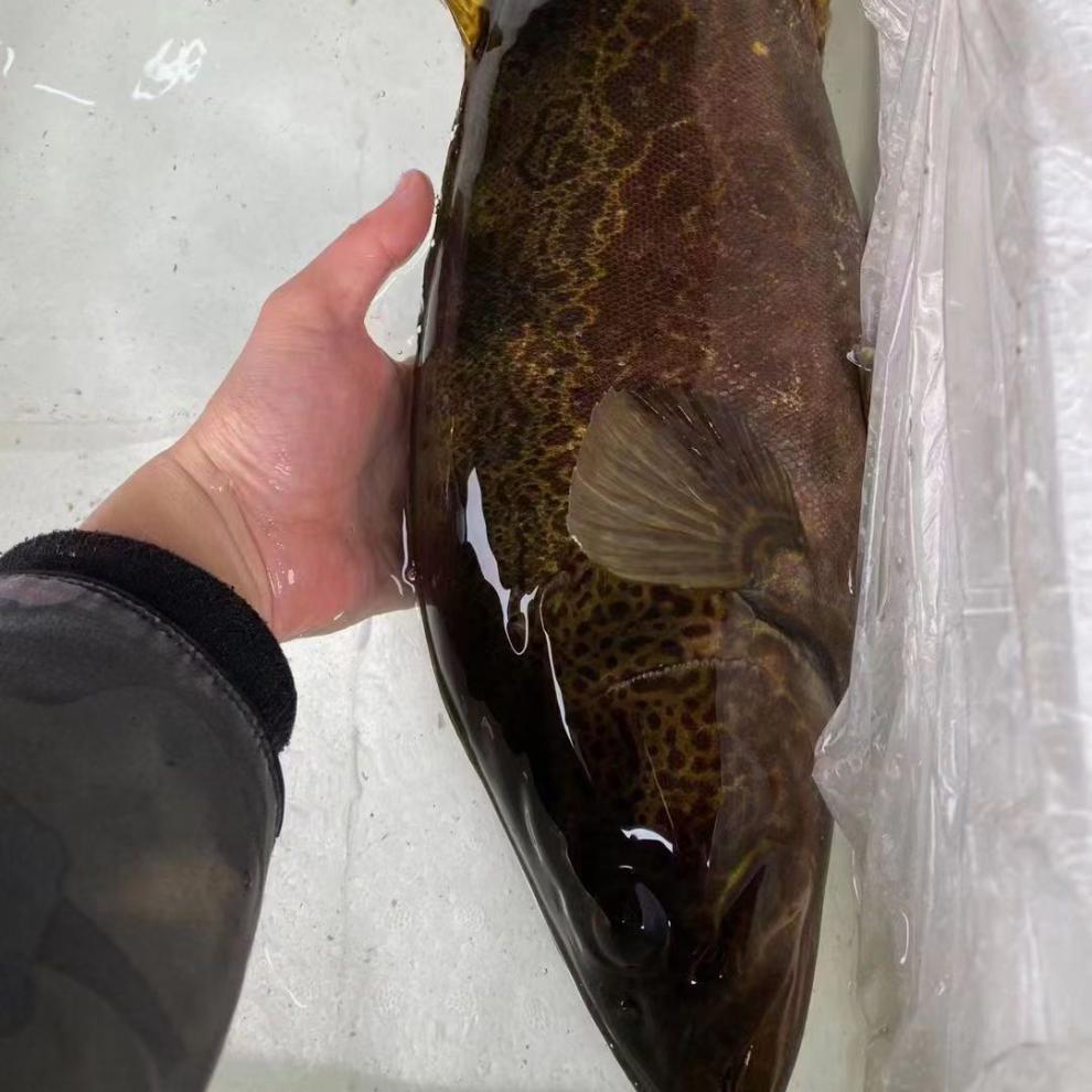 lism千岛湖正宗纯筒鳜鱼鲜活臭桂鱼活鱼波纹淡水鱼现杀新鲜季花鱼