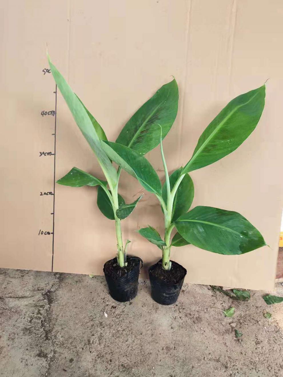 广西香蕉苗巴西蕉中蕉9号苗红香蕉芭蕉矮化蕉苗树苹果蕉当年结果10