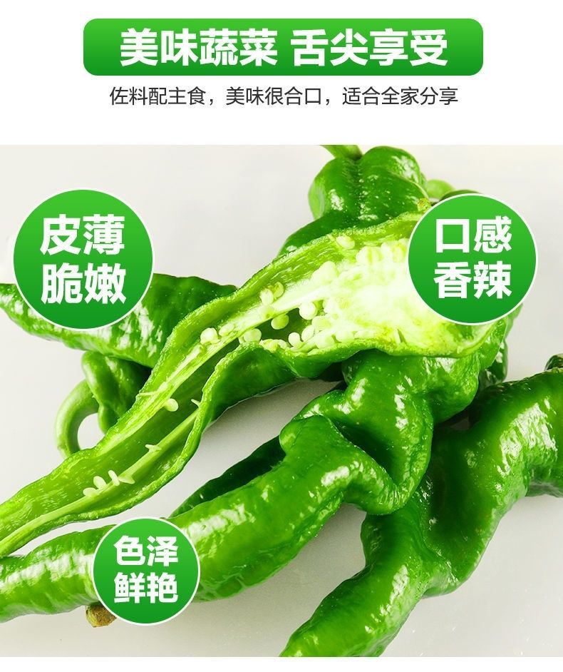 现摘现发螺丝椒青椒香辣薄皮辣椒菜新鲜蔬菜产地直发