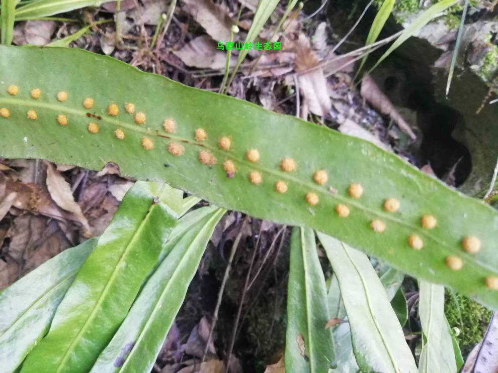 苏炫 江南星厥七星草瓦韦小叶骨牌草七星剑苗盆栽观赏 5株 不含盆