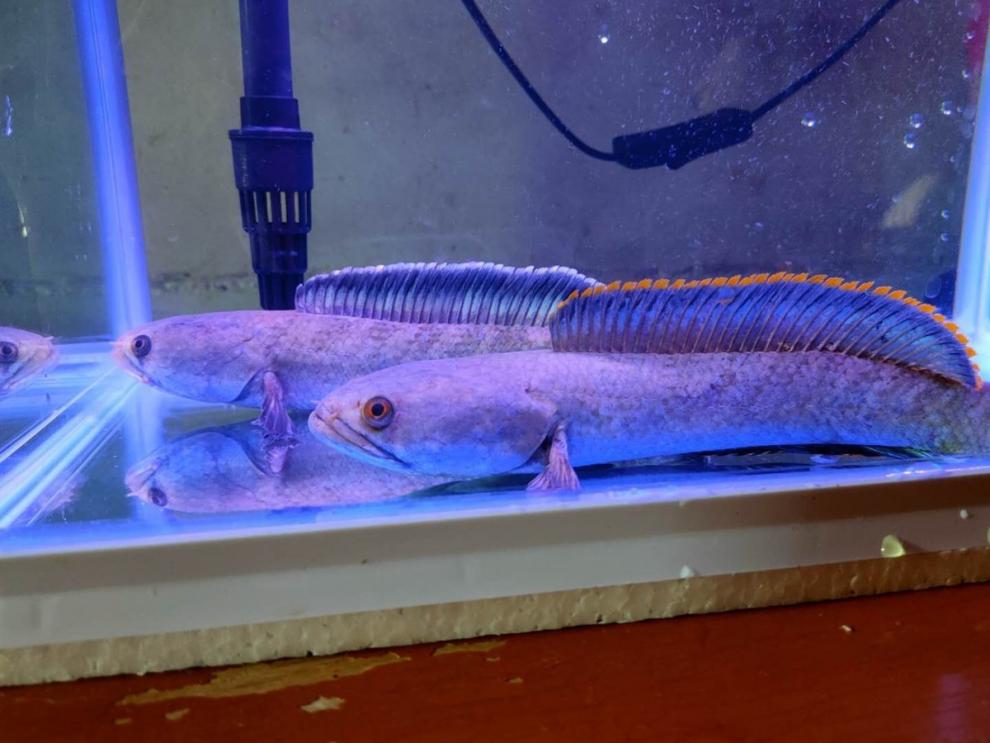 觀賞魚活體巴卡雷龍魚冷水魚野生南醴耐養淡水魚彩虹雷龍魚帶氧雷龍