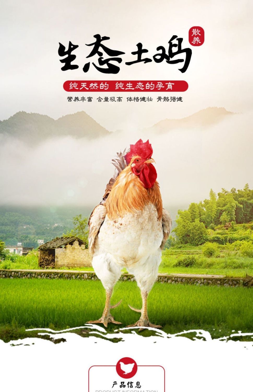 正宗农场散养大公鸡走地鸡土鸡新鲜鸡肉整只 *活鸡.现杀.净重*3.