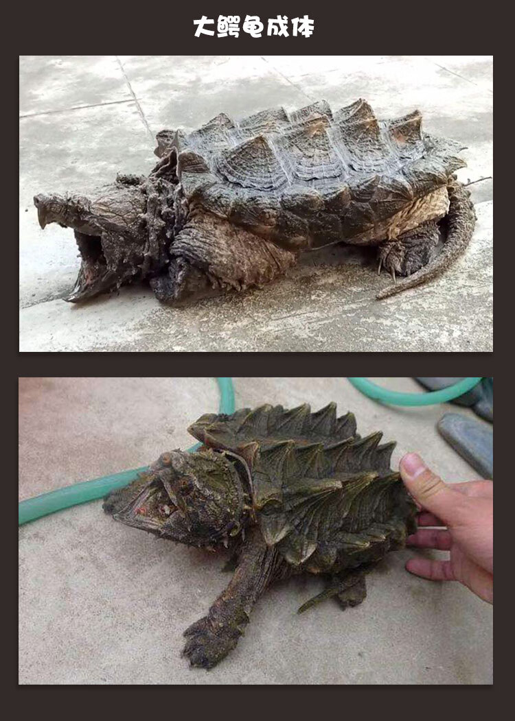 zxc大鳄龟苗巨型进口特大稀有龟网红剃刀蛋龟乌龟活物小乌龟宠物纯佛