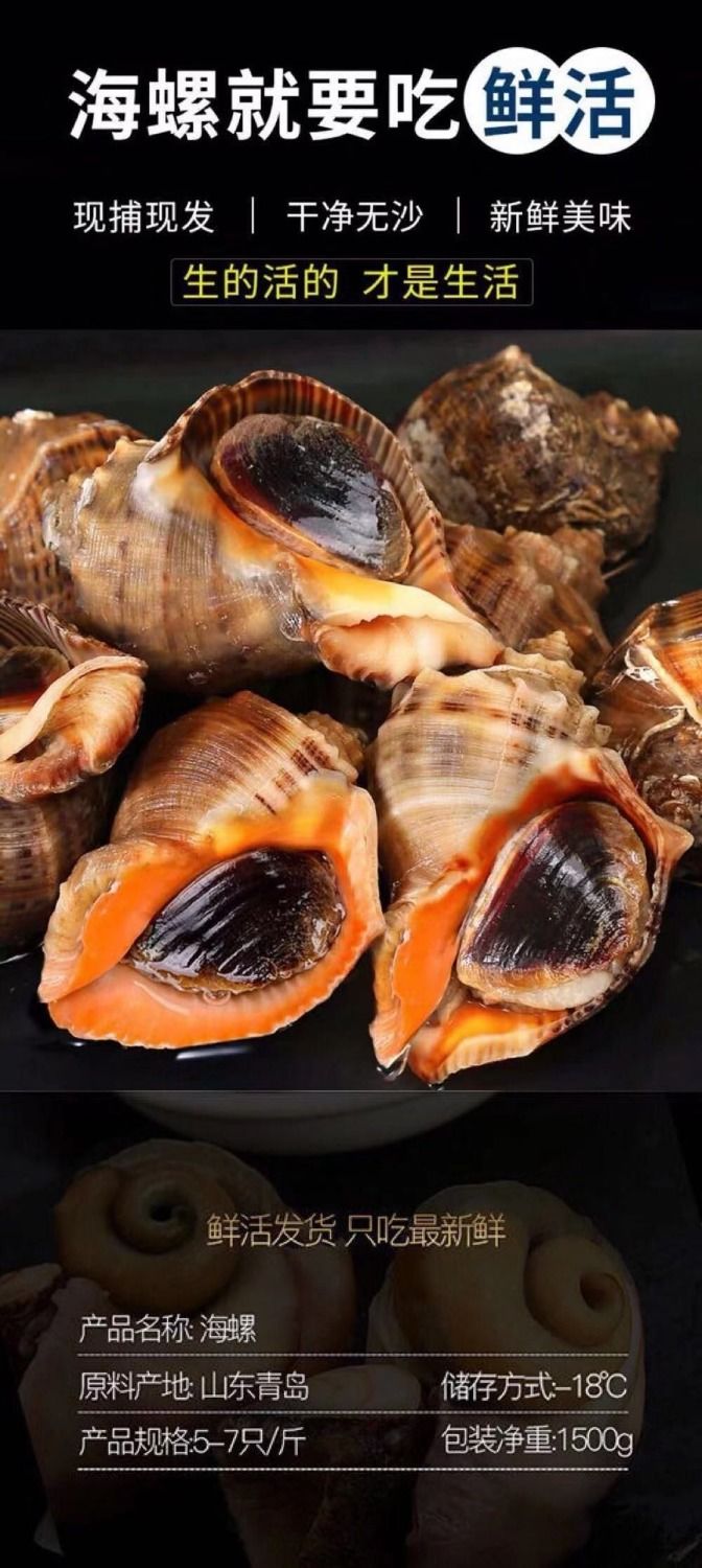 海螺鲜活青岛新鲜海螺海鲜水产品螺类当天捕捞鲜露哒