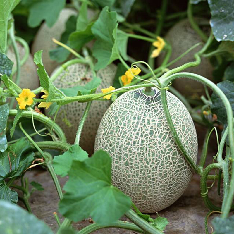 5斤 海南小蜜【图片 价格 品牌 报价】-京东