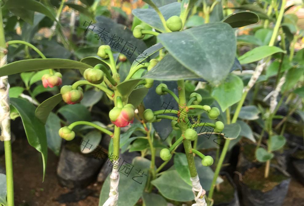 八角樹苗大紅八角樹樹苗南北方庭院四季高產地栽種植食用大紅茴香嫁接