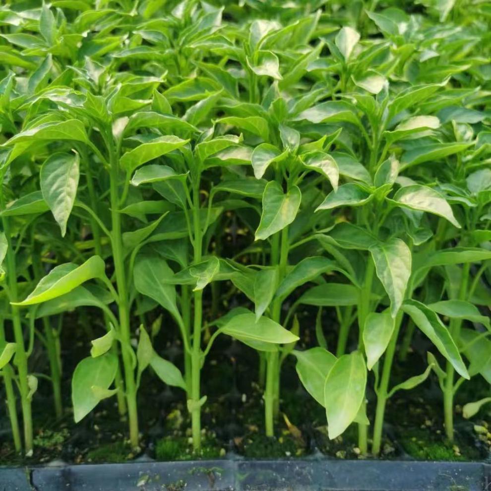 四季高产辣椒苗薄皮椒青椒螺丝椒朝天椒种苗南北方室内外均可种植 长