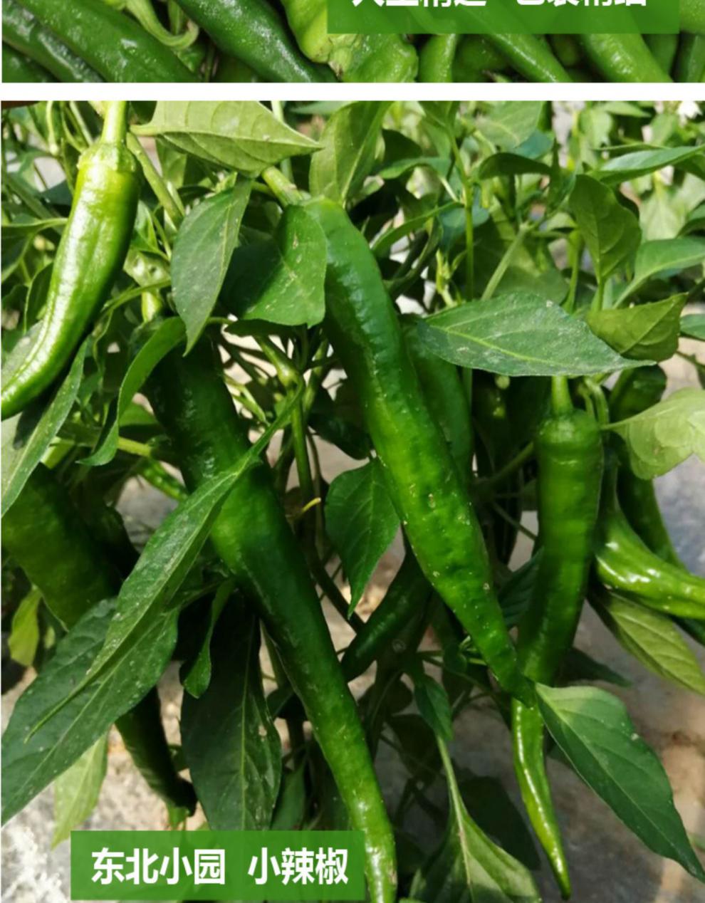 【香辣十足】新鲜超辣东北辣妹子特辣薄皮笨辣椒薄皮青椒蔬菜 5斤