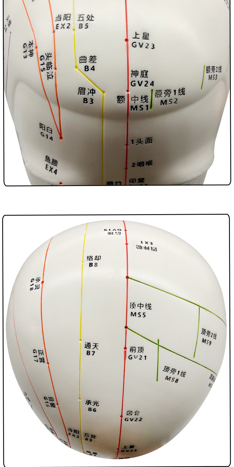 高清头部穴位模型针灸刻字头模带穴位全脸面部假头腧穴人体按摩图47cm