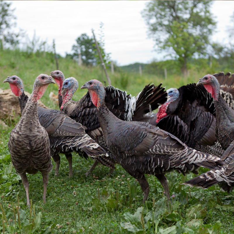活体火鸡苗青铜尼古拉贝蒂娜巨型火鸡活体活鸡苗半大火鸡快递到家半斤