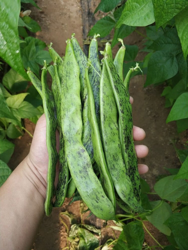 油豆角大马掌东北特产豆角油豆角开过烂新鲜蔬菜产地直发 1斤装大马掌