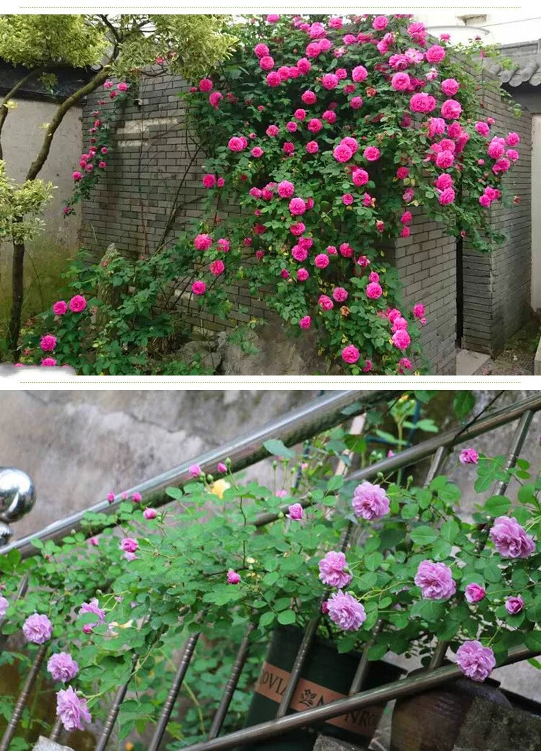 藤本月季花苗特大爬藤蔷薇庭院植物花卉拱门花墙玫瑰欧洲浓香四季虎雀